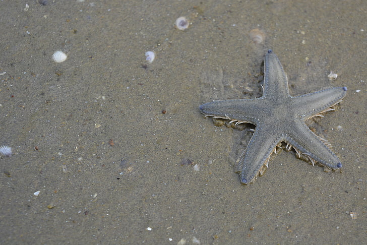 Starfish, pludmale, daba, gliemežvāki, smilts