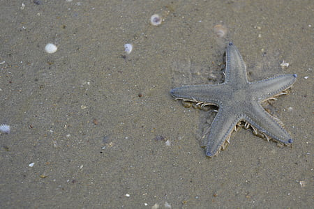 jūrų žvaigždė, paplūdimys, Gamta, kriauklių, smėlio
