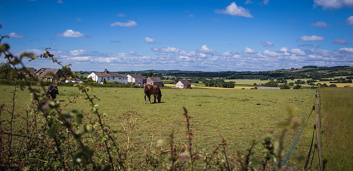 farm land, horse, clouds, blue, summer, outdoors, landscape