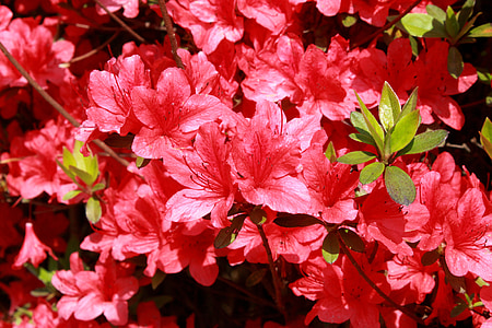 azalea, flowers, red flowers, nature, hwasaham, spring, bright