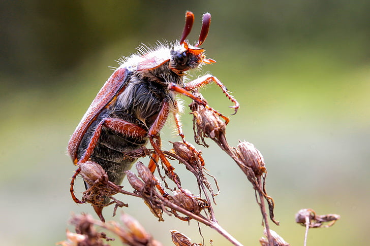 posible bug, Escarabajo de la, animales insectos, artrópodo, insectos voladores, naturaleza, fauna