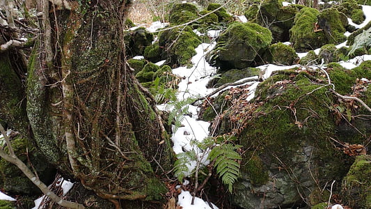 moss, winter, rock, nature, forest, outdoors