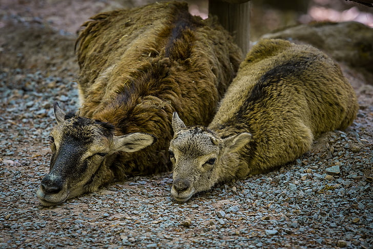 Mouflon, domba liar, hewan muda, domba, tidur, lelah, istirahat