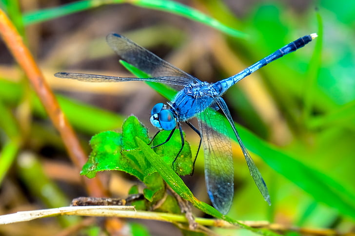 libèl·lula, insecte, negre, blau, ulls, verd, cames