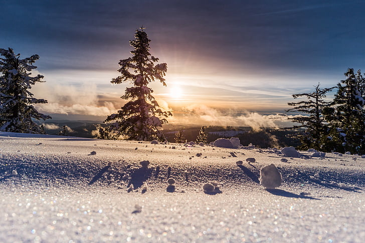 pine, trees, snow, terrain, sunrise, plant, winter