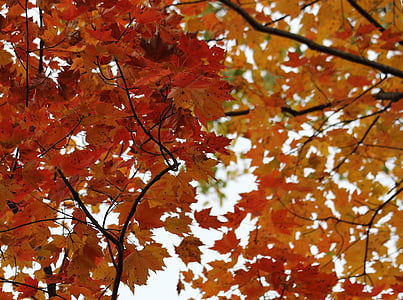 abedul, árbol de abedul, caída, otoño, hoja, Color, tronco