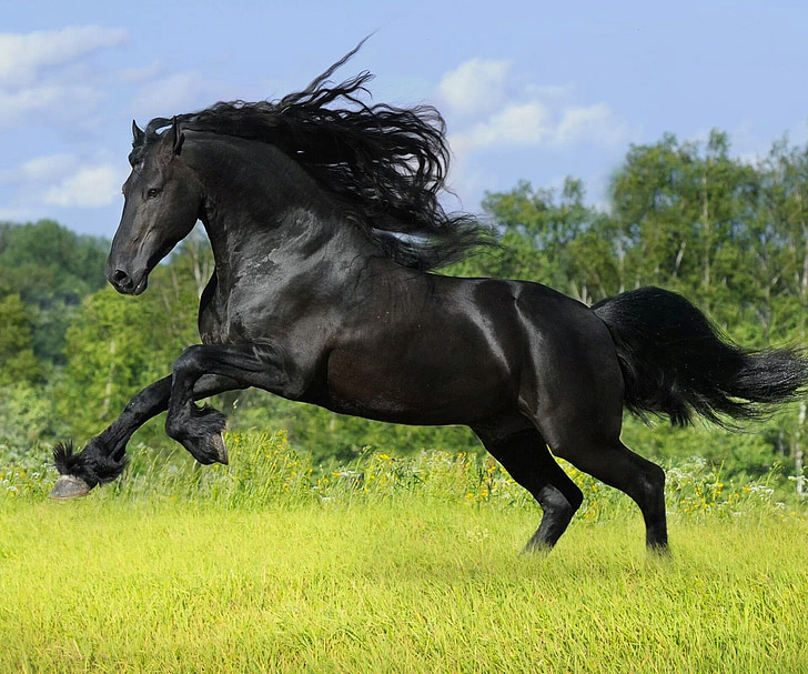 zirgs, melna, skaists