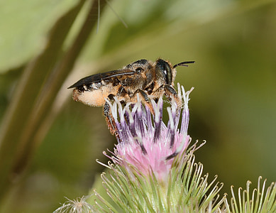 Hymenoptera (Vliesvleugeligen), megachile, centuncularis, macro