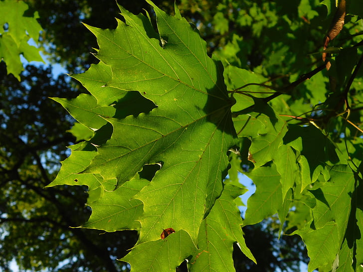maple, maple leaves, leaf veins, leaf buds, vein, leaves, green