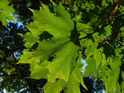 Maple, daun maple, vena daun, kuncup daun, pembuluh darah, daun, hijau