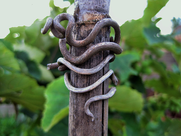 pole, wood, vine, remnant, dry, twisted, snake-like