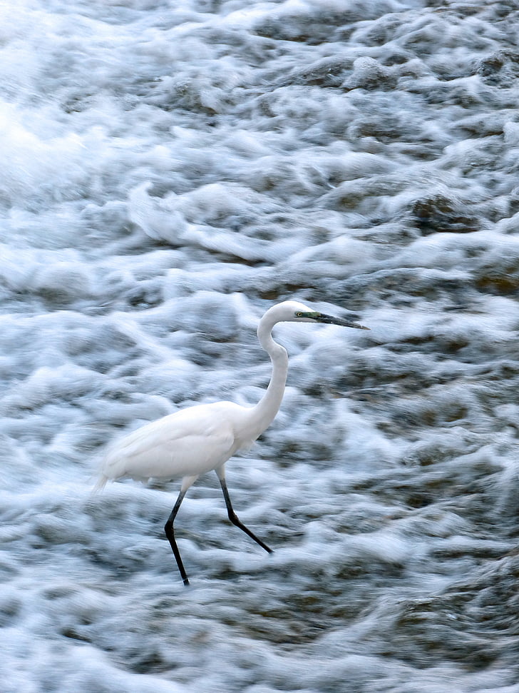 Snowy egret, zilverreiger, vogel, dieren in het wild, water vogels, rivier