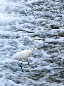 Snowy egret, baltais gārnis, putns, savvaļas dzīvnieki, ūdens putnu, upes