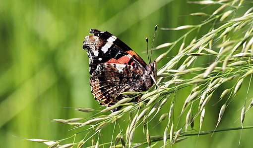 bướm, Meadow, đóng, mùa hè, Thiên nhiên, côn trùng, cỏ