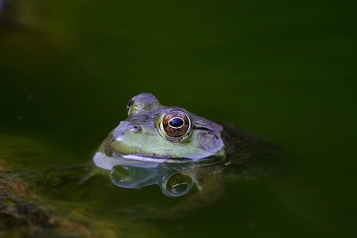 amphibian, animal, close-up, color, eyes, frog, green