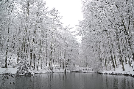 зимни, езеро, замразени, студено, зимни, сняг, пейзаж