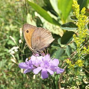 Motyl, Natura, kwiat, owad, pasza