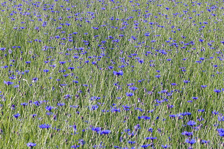 cornflowers, ziedi, no lauku zvēriem, pļavas, zila, daba, ciems