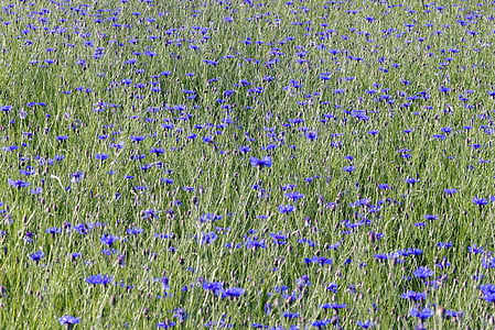 cornflowers, flors, les bèsties del camp, Prat, blau, natura, poble