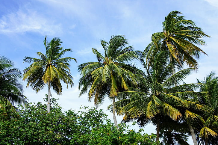 palmiye ağaçları, Mavi gökyüzü, gökyüzü, Yeşil, bulutlar, Parçalı Bulutlu, palmiye ağacı