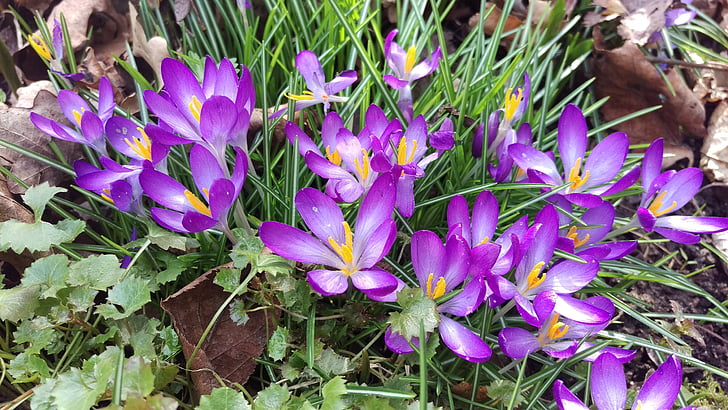 Crocus, primavera, descuento, naturaleza, púrpura, planta, flor