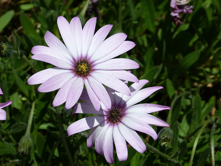 Daisy, bemalte daisy, black eyed susan, Blume, Floral, Farbe, Blüte