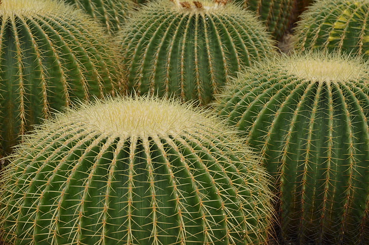 cactus, desert de, espines