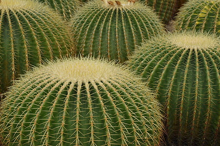 kaktus, poušť, ostny