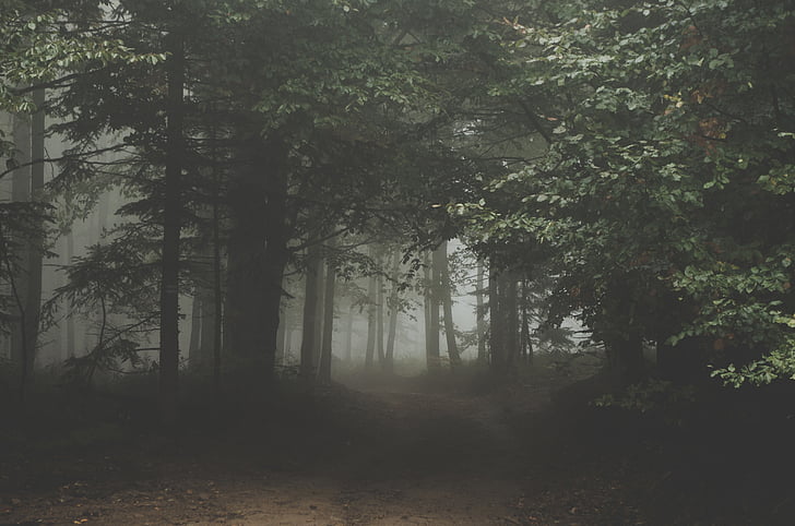 forest, dark, woods, trail, path, pathway, mist
