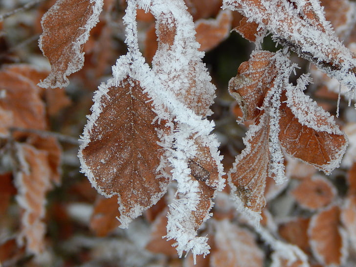 frozen, ice, winter, iced, leaf
