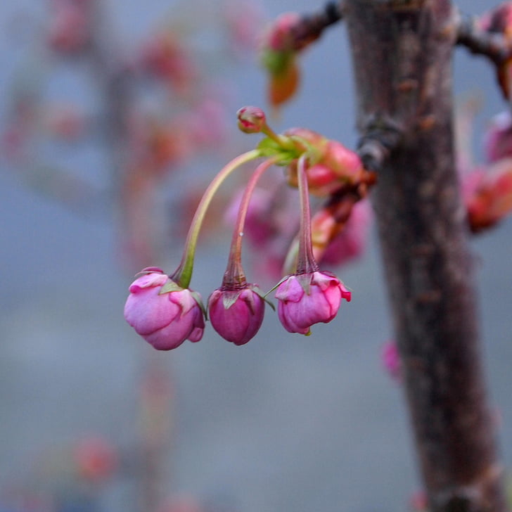 blossom, flowers, small, hang, prunus, spring, pink