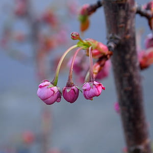 květ, květiny, malé, reagovat, Prunus, jaro, růžová