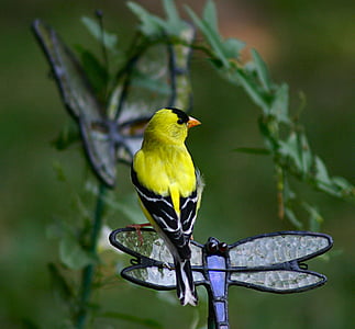 gold finch, bird, feathered, wildlife, animal, nature, outdoor