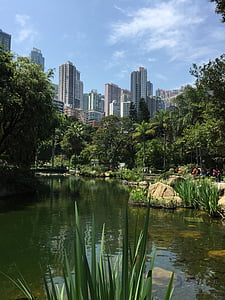 香港, 公園, 池, 超高層ビル, ガーデン, 都市の景観, 都市のシーン