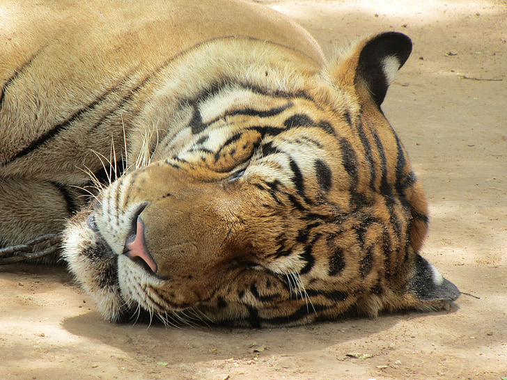 Tiger, spánok, vedúci, spí, zviera, tvár, kožušiny