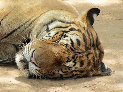 tigris, alvás, fej, alvás, állat, arc, szőrme