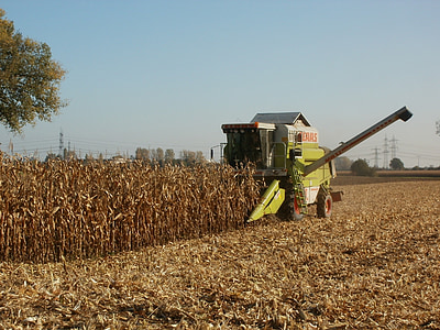 kukorica, betakarítás, mezőgazdaság, kukorica, élelmiszer, termés, gazdálkodás