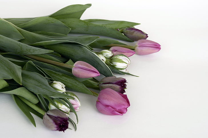 Tulpen, bloemen, Violet, paars, wit, natuur, lente
