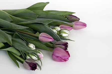 tulpės, gėlės, violetinė, violetinė, balta, Gamta, pavasarį
