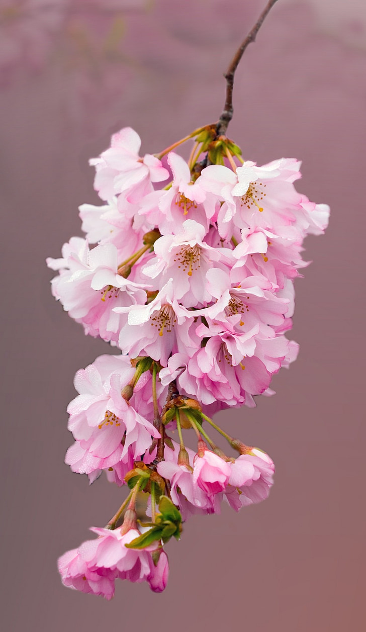 Blossom, bunga, Sakura, merah muda, Close-up, rincian, halus