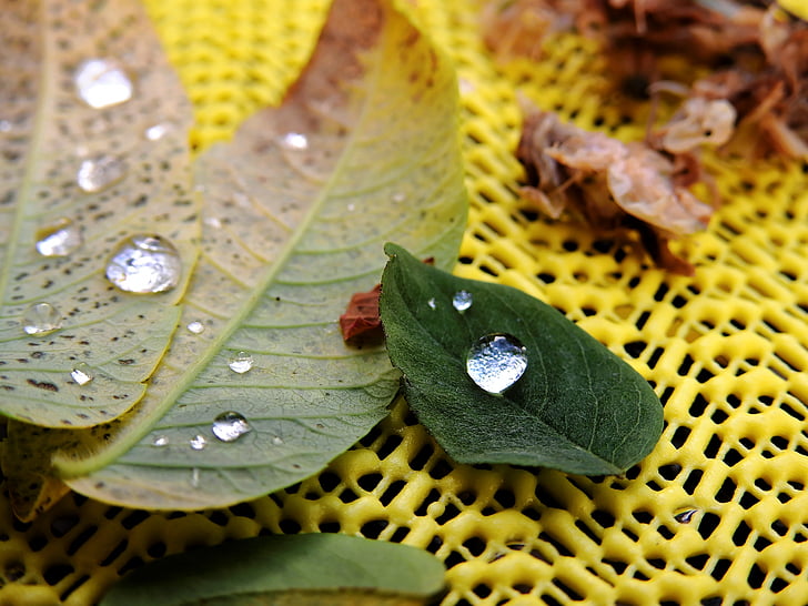 leaves, dew, drop of water, drip, autumn, dewdrop, plant
