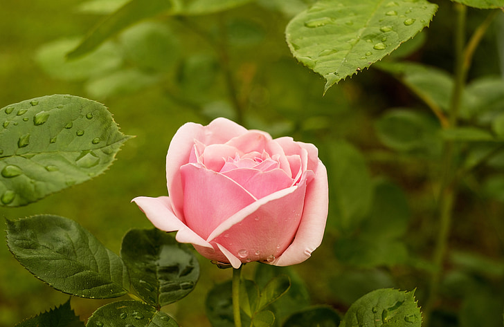 τριαντάφυλλο, λουλούδι, λουλούδια, ροζ, αυξήθηκε Κήπος, φύση