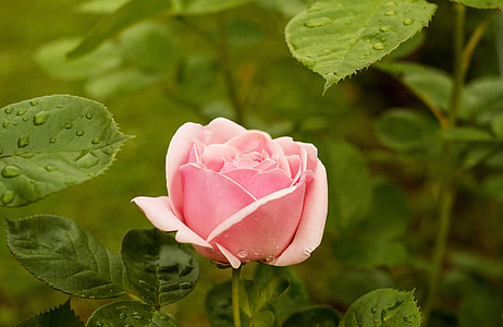 rose, flower, flowers, pink, garden rose, nature