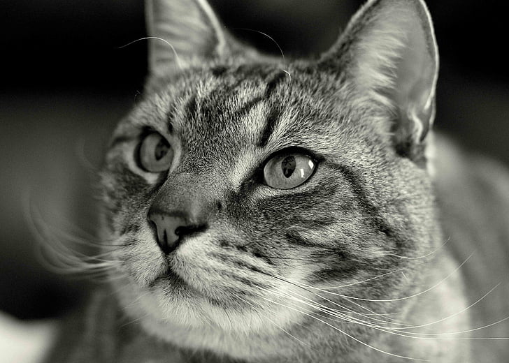 black-and-white, cat, pet, domestic Cat, animal, pets, looking