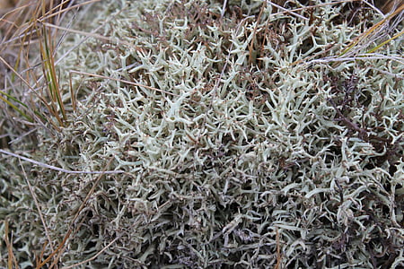 Bush, örgü, Deniz yosunu, Hava kirliliği, yosun, Tundra, Tayga