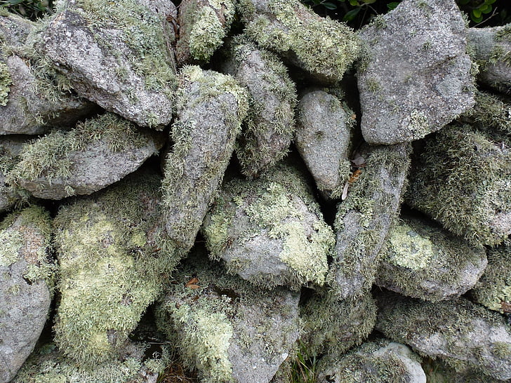 lichen, stone, texture, moss, textured