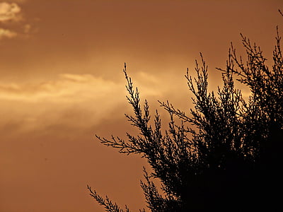 sunset, sky, clouds, branches, field, background, ocher