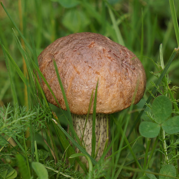 boletus, boletaceae, mushroom, food, nature, fungus, autumn