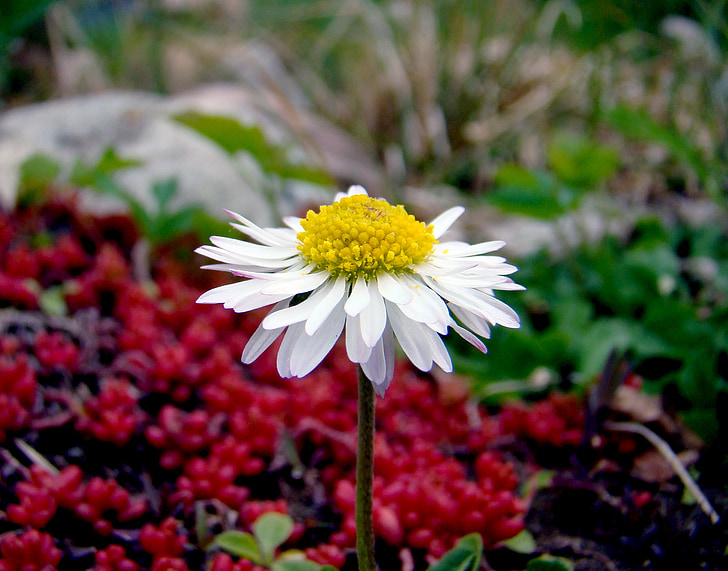 kvet, biela, milý, malé, Záhrada, letné
