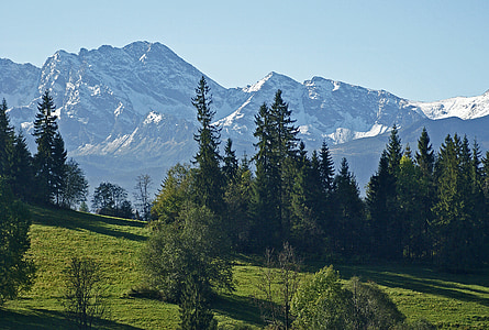 Tatry, de Hoge Tatra, weide, bos, landschap, natuur, boom